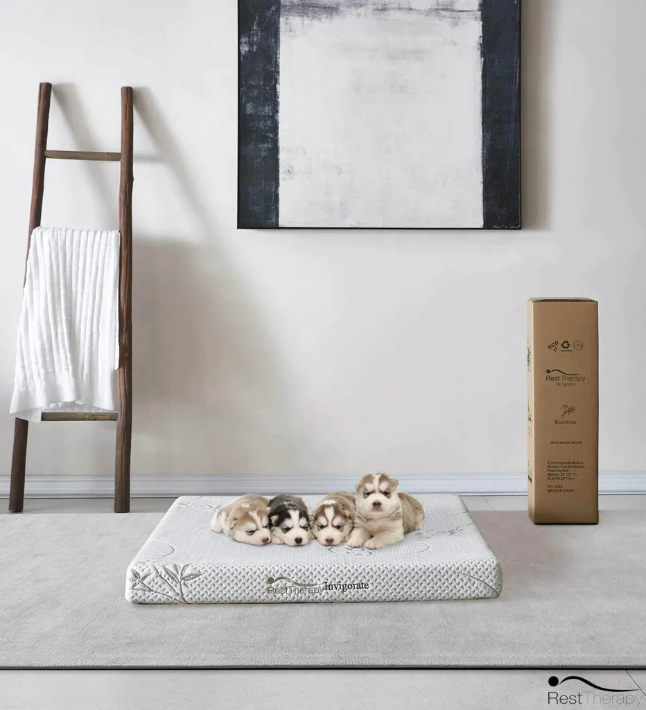 3" Invigorate Large Memory Foam Pet Bed